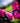 BOTTLES - 600ml PINK PRO TEAM CYCLING WATER BOTTLE
