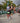 TRIATHLON AERO SHORT SLEEVE SUIT - WOMENS SPEEDCHEAT WHITE TRIANGLES