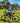 SHORT SLEEVE JERSEY - PRO AERO BOOM