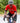 SHORT SLEEVE JERSEY - PRO AERO RED (SMALL's / 3XL's)