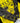 LONG SLEEVE JERSEY - CORE ECO HONEYCOMB YELLOW
