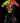 RACE SUIT - TEAM VELO SPEEDQUEEN