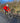PRO WINTER SOFTSHELL JACKET - VIBRANT RED