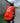 HYDRA WIND/RAIN PRO JACKET - ORANGE SUMMIT