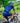 SHORT SLEEVE JERSEY - PRO AERO COASTAL NAVY & ARCTIC BLUE